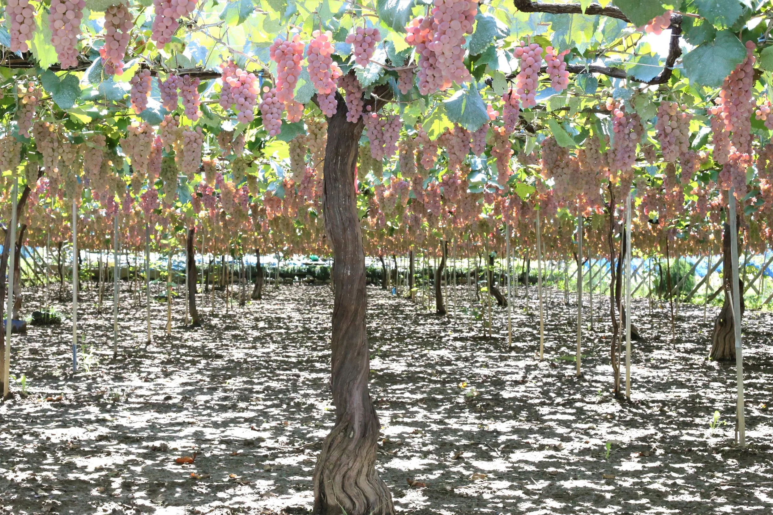 Gallery — Koshu Valley